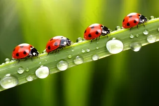 清晨绿草飘虫露珠摄影图