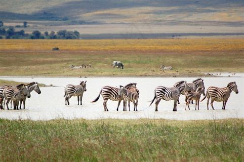 一群斑马摄影图片