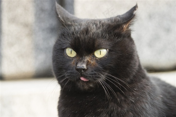 可爱的猫咪素材图片
