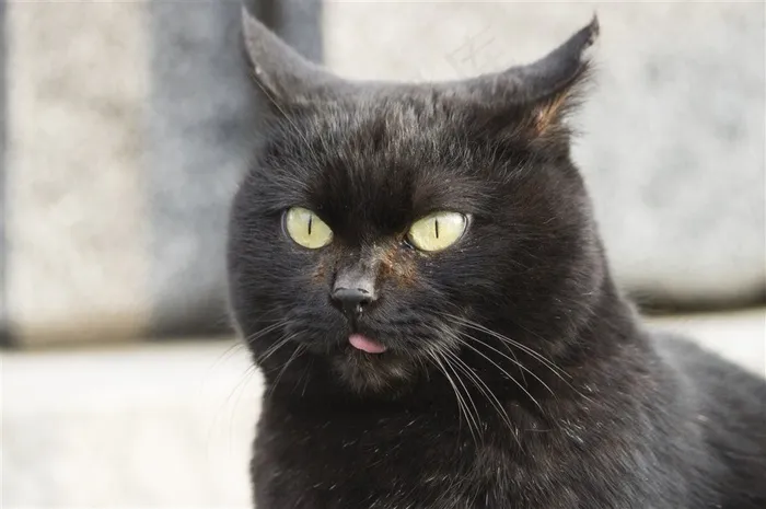 可爱的猫咪素材图片