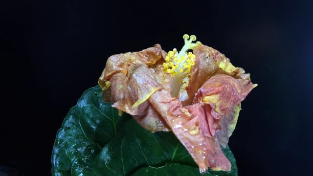 解冻, , 湿的, 冰, 冻结, 水, 滴, 霜