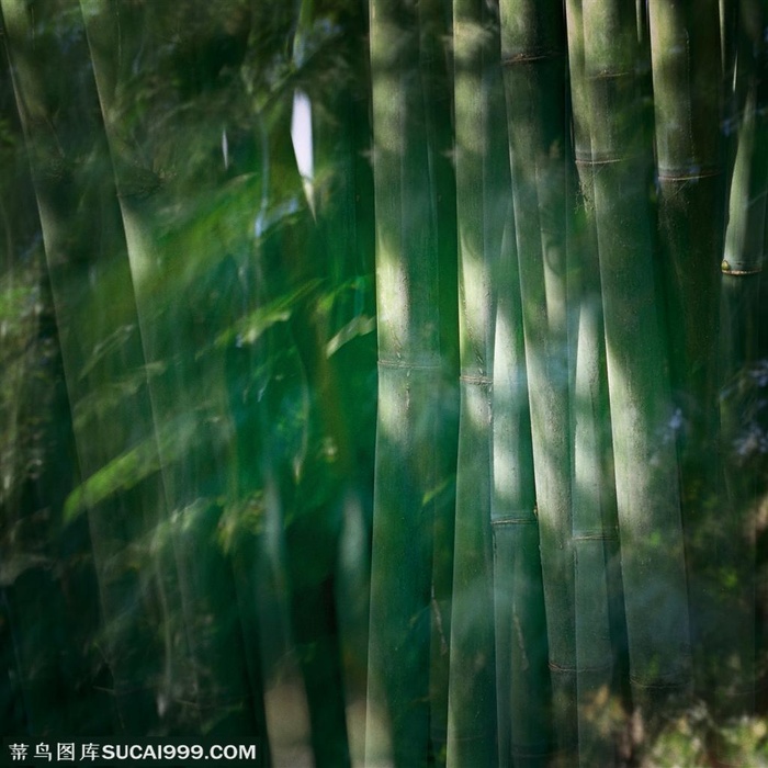 竹林风景- 虚幻的竹林
