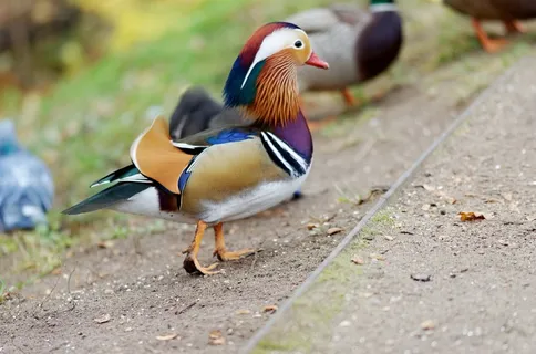 漂亮鸳鸯图片 漂亮鸳鸯图片