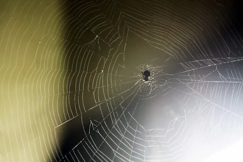 蜘蛛与蜘蛛网图片 蜘蛛与蜘蛛网图片