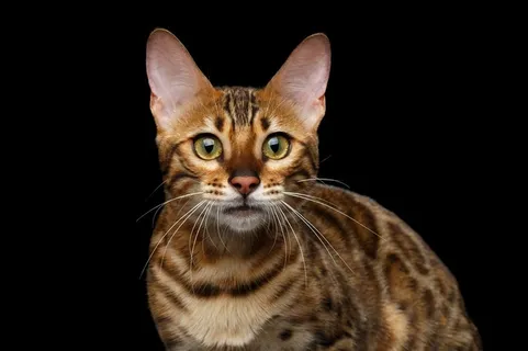 瞪大眼睛的黄色猫咪高清摄影图