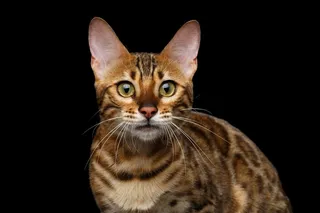 瞪大眼睛的黄色猫咪高清摄影图