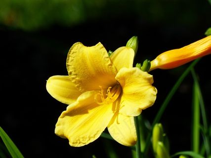 黄色百合花盛开图片 黄色百合花盛开图片