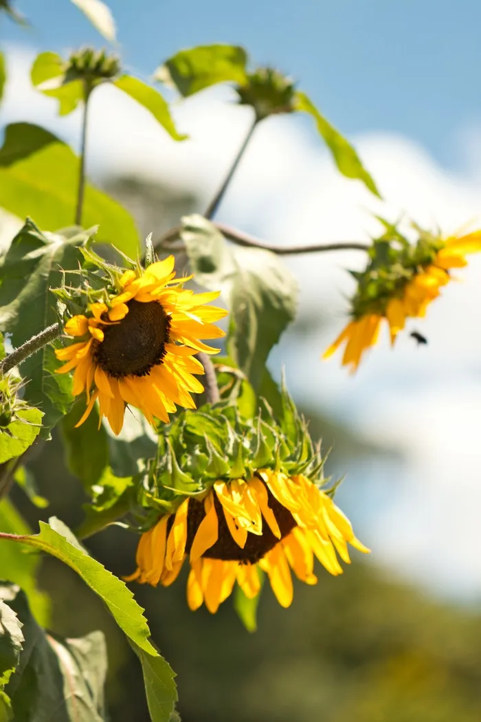 黄色向日葵摄影素材