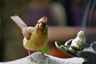 野生多彩鸟图片