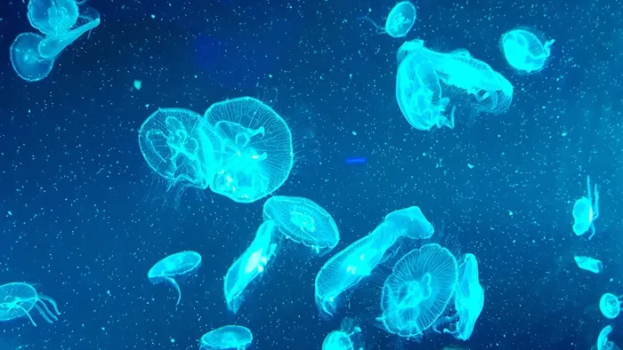 海底蓝色水母图片