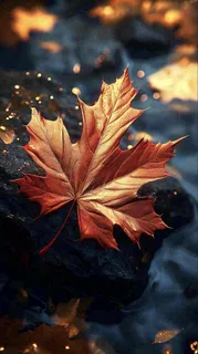 秋天水面水珠落叶黄色秋叶，故事感秋分