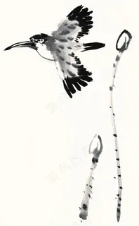 画鸟高清素材