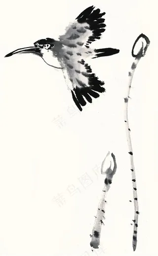画鸟高清素材