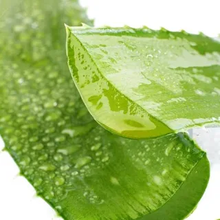 芦荟 PNG免抠