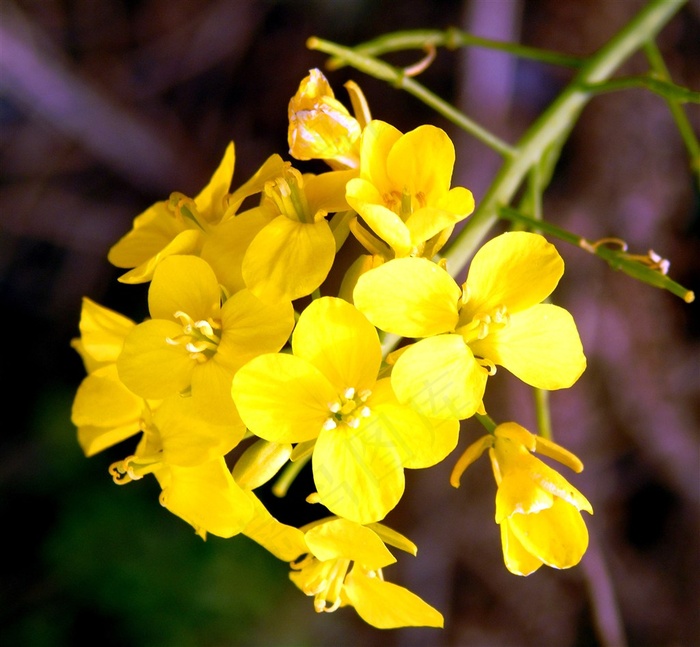 金色油菜花素材