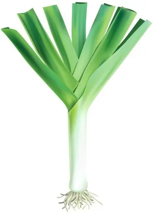 韭菜免抠