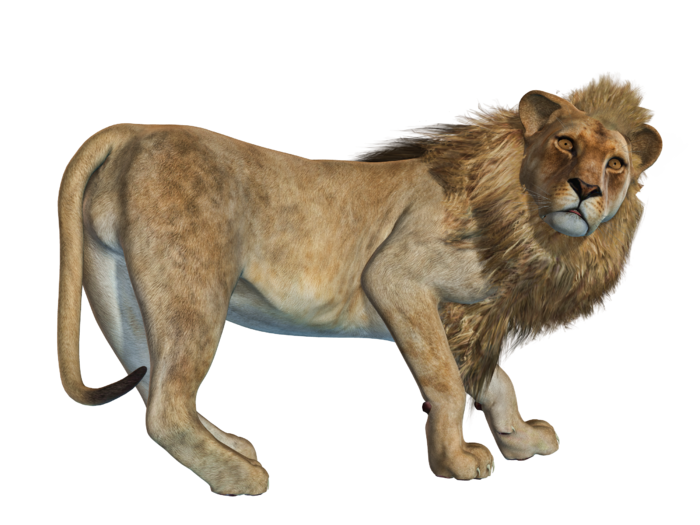 狮子动物园动物森林野生设计素材