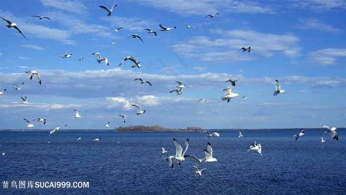 海鸥海景风景画壁纸