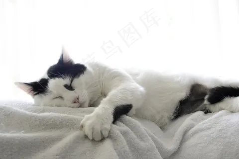 睡觉奶牛花猫图片 睡觉奶牛花猫图片