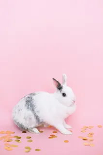 白色可爱兔子摄影素材