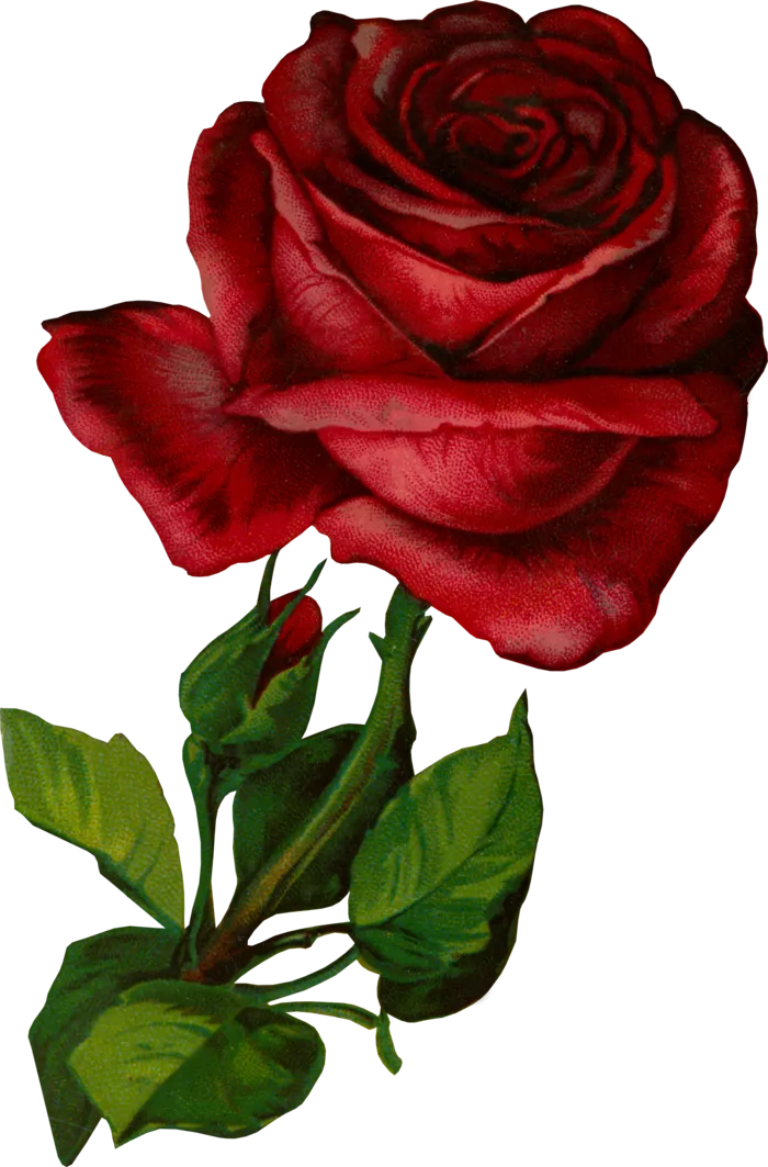 古典花卉png免扣素材