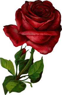 古典花卉png免扣素材