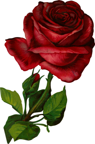 古典花卉png免扣素材