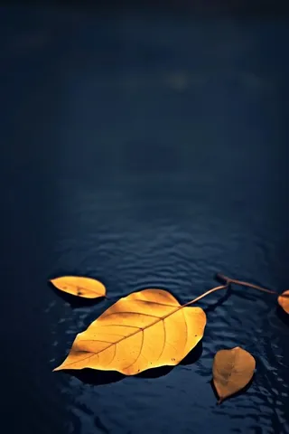 蓝色大气秋叶简约背景