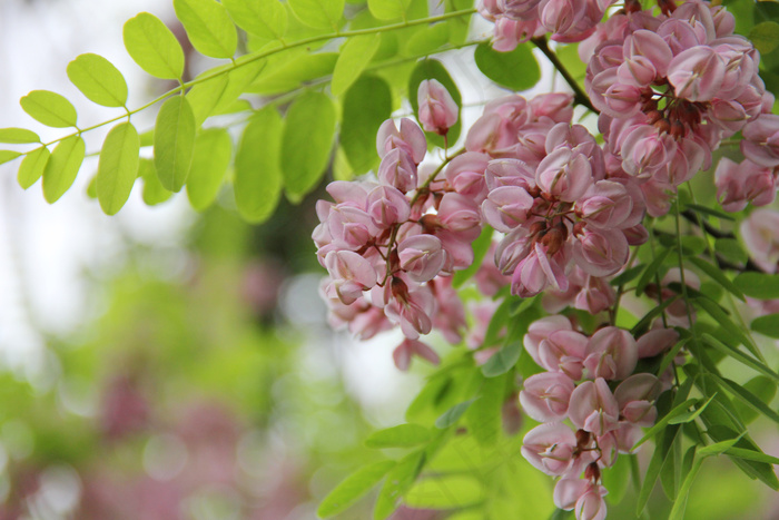 洋槐花高清图片
