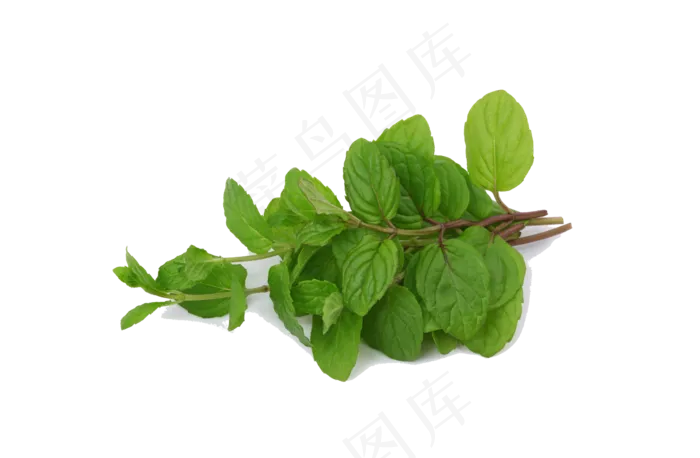 手绘草本中药药材