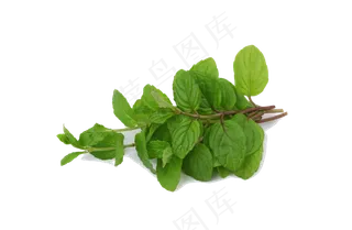 手绘草本中药药材