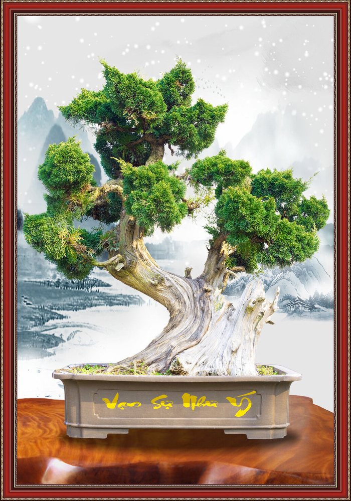 盆栽树发财树财宝背景psd模版下载