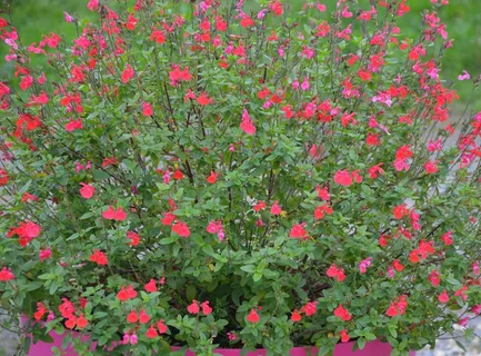 漂亮鼠尾草图片