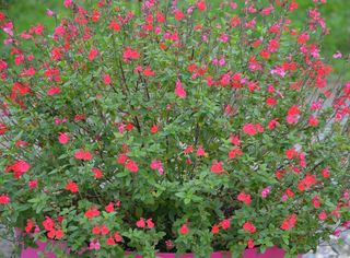 漂亮鼠尾草图片