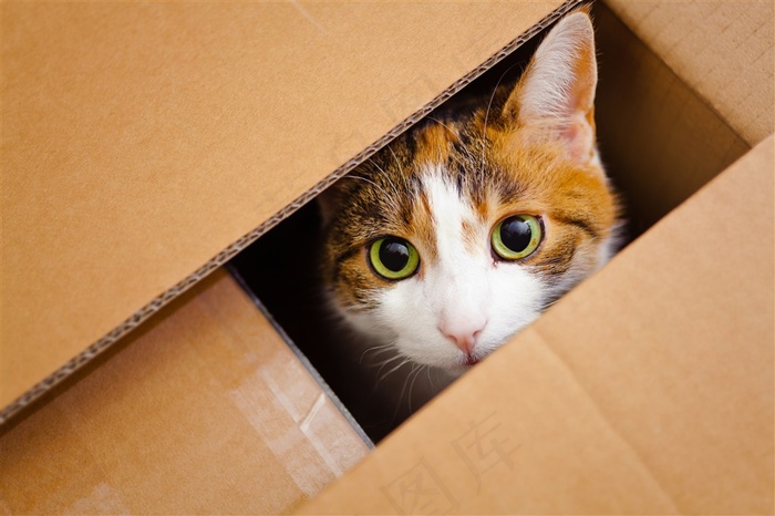 盒子里的花猫咪图片