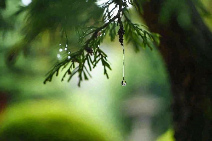 绿色树林里面下雨过后的松枝挂着水滴摄影图(1344x896)