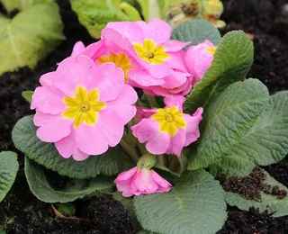 粉色报春花高清图片