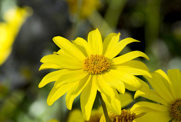 花朵 花束 植物 素材 (164)