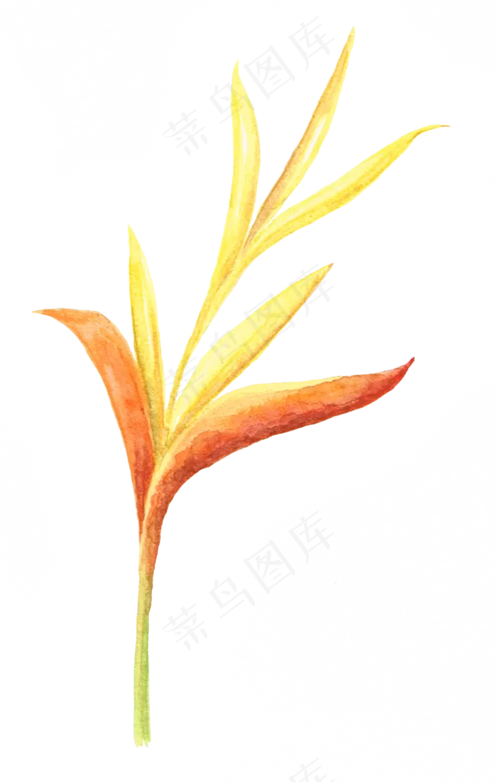 手绘插画-花7