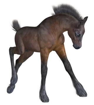 马动物免扣素材透明背景野马