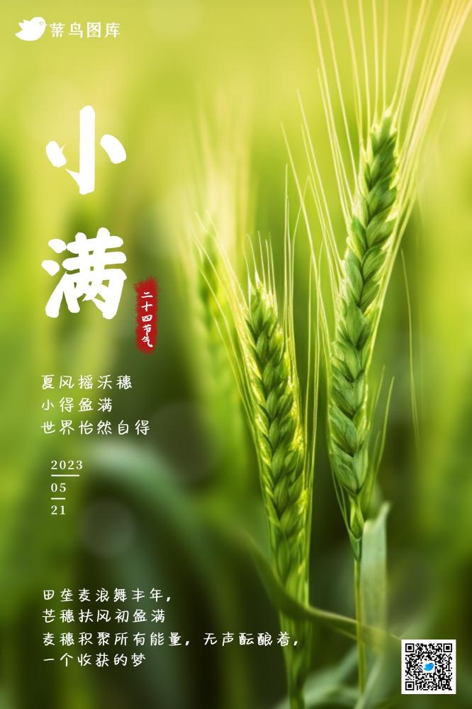 小满节气小麦麦穗绿色小清新海报