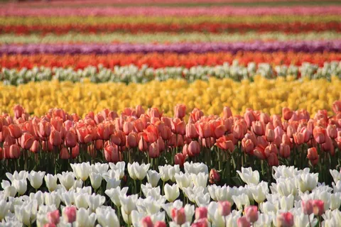 浪漫郁金香花海图片