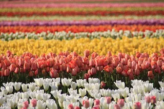 浪漫郁金香花海图片