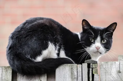 木栅栏上的小猫图片 木栅栏上的小猫图片