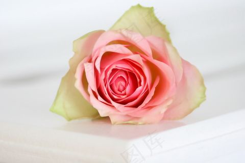 粉色淡雅玫瑰花图片