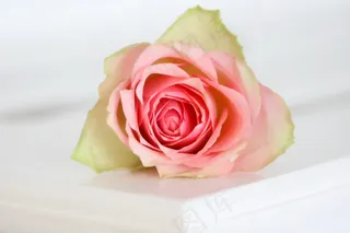 粉色淡雅玫瑰花图片