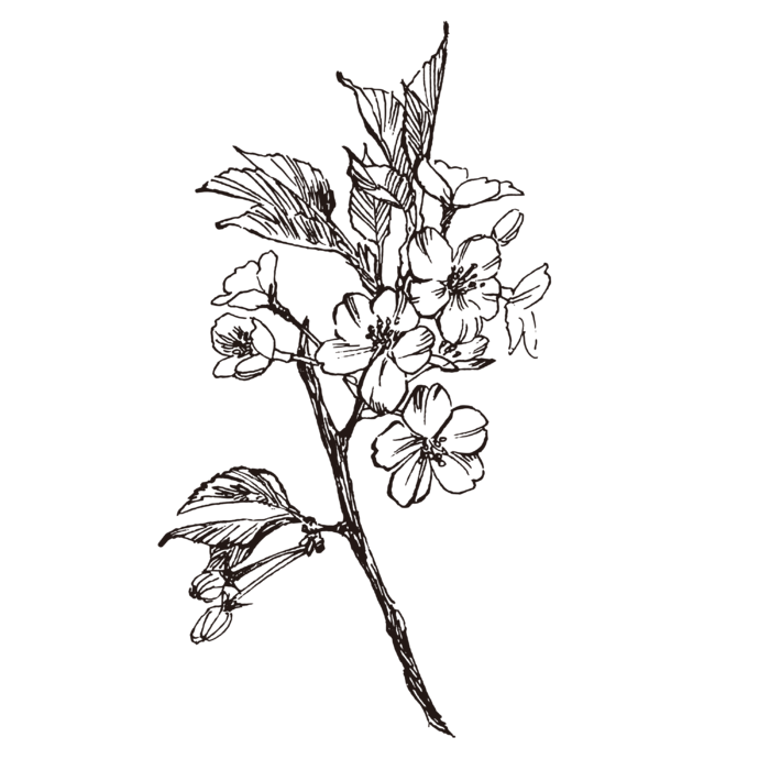 线条草本花卉手绘植物-樱花1
