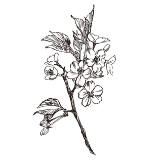 线条草本花卉手绘植物-樱花1