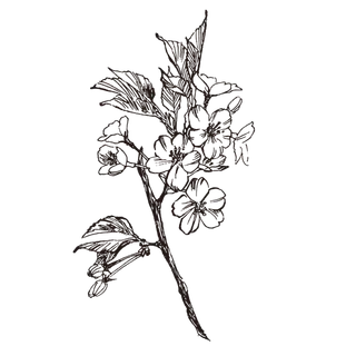 线条草本花卉手绘植物-樱花1