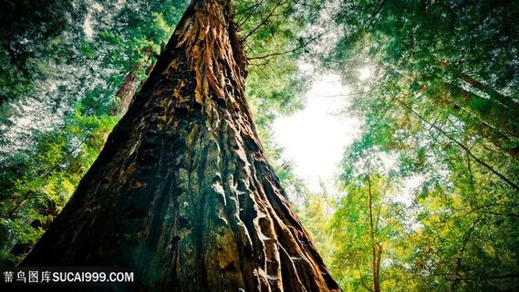 森林大树美景壁纸